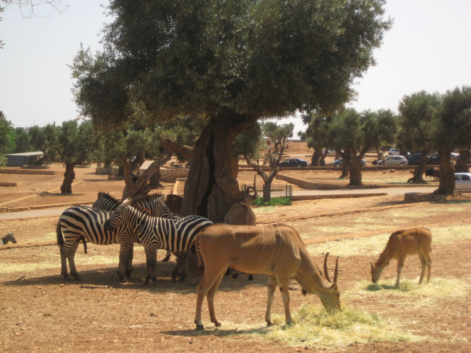 fasano zoo safari italie